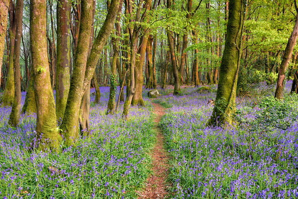 Bluebell Woods v Cornwallu - Fotografie, Obrázek
