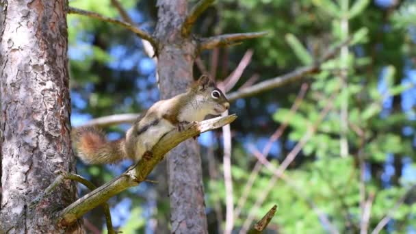 Ein weibliches rotes Eichhörnchen legt sich auf einen Ast. Bald stampft sie mit den Hinterbeinen. dann pflegt sie ihren Schwanz und wischt ihren Mund gegen den Ast. Gedreht in Ontario, Kanada. - Filmmaterial, Video