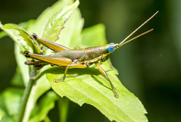 Grasshopper on green leaf in the forest - Photo, Image