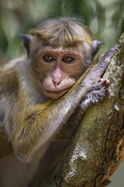 Portrait of relaxing Toque Macaque - Macaca sinica, Sri Lanka - Photo, Image