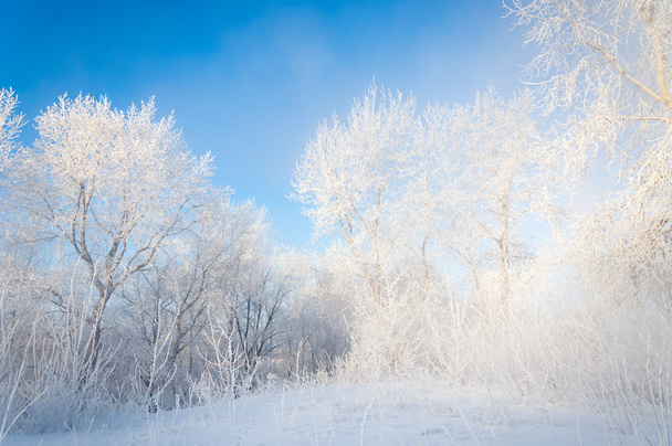 Abedul de invierno
 - Foto, Imagen
