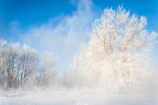 霜に覆われた木 - 写真・画像