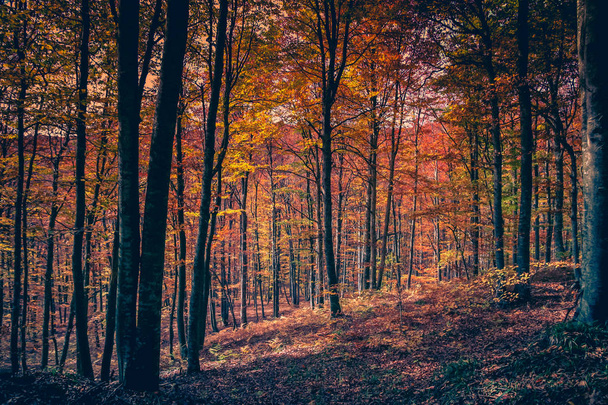 Beautiful autumn forest  - Fotoğraf, Görsel