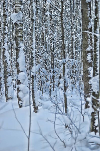 beautiful snow-covered forest after a snowfall - Fotoğraf, Görsel