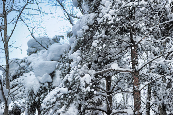 beautiful snow-covered forest after a snowfall - Fotoğraf, Görsel