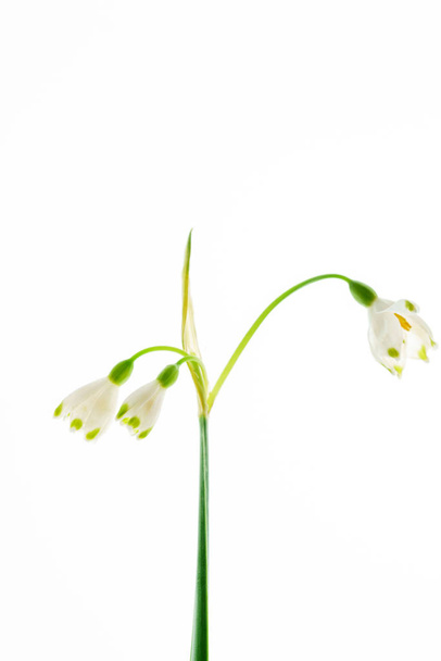 snowdrop flowers on the white, close up - Valokuva, kuva