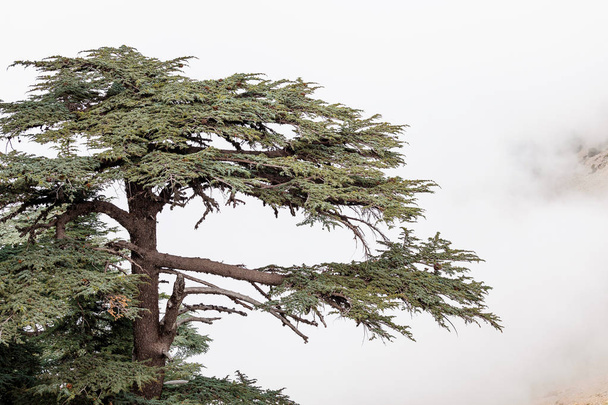 Cedar van Libanon bos in de nevel en mist in de buurt van de berg Tahtali in Turkije. Zeldzame en bedreigde soorten van bomen - Foto, afbeelding