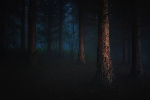 темний ліс
 - Фото, зображення