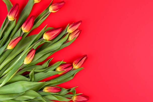 Strauß Tulpen auf rotem Hintergrund mit Kopierraum für Text. Ansicht von oben - Foto, Bild