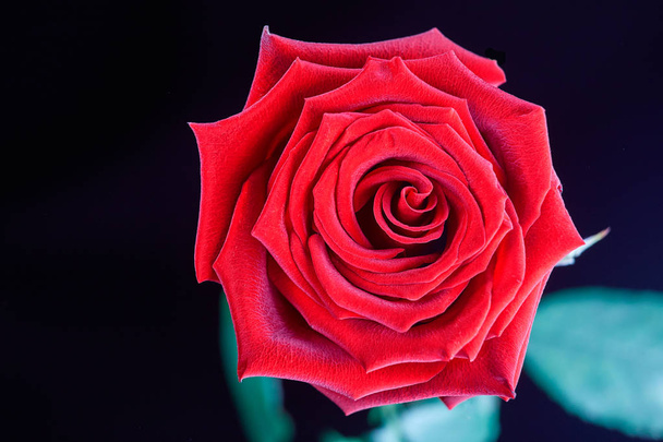 Red Rose on black background - 写真・画像