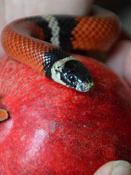 χέρι που κρατά τον απαγορευμένο καρπό και ένα φίδι κέρλινγκ - Φωτογραφία, εικόνα