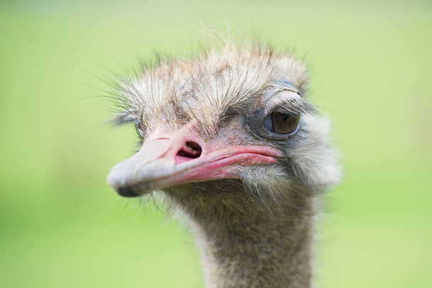 Portrait of ostrich (Struthio camelus) in captivity, Spain. - Fotó, kép
