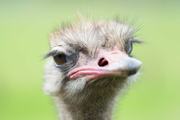 Portrait of ostrich (Struthio camelus) in captivity, Spain. - Fotoğraf, Görsel