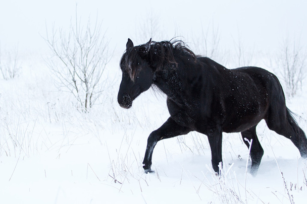 Musta hevonen ja valkoinen lumi
 - Valokuva, kuva