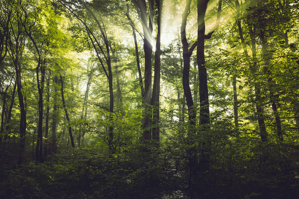 Morning fog in the forest and sun beams - Φωτογραφία, εικόνα
