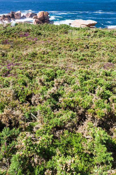zelená heath pobřeží v lokalitě Ploumanac'h v Bretani - Fotografie, Obrázek