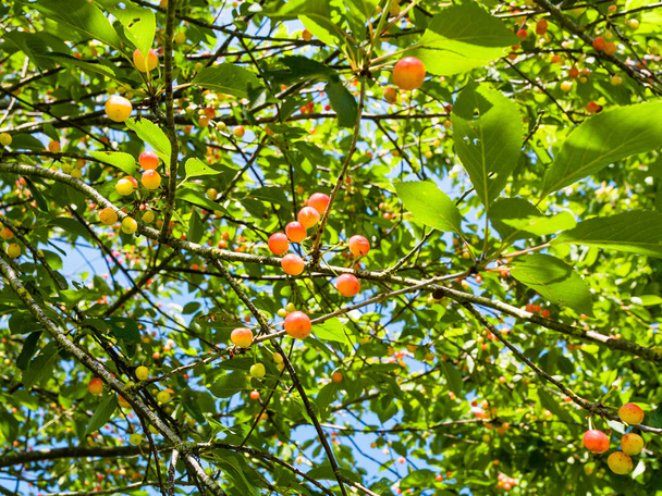 Kirschbaum mit roten und gelben Früchten in der Bretagne - Foto, Bild