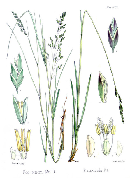 Иллюстрация пальнта. Ботаника антарктического вояжа Х.
. - Фото, изображение