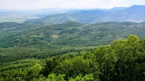Fekete-erdő, erdős Alsace-ban alacsony hegyek - Fotó, kép