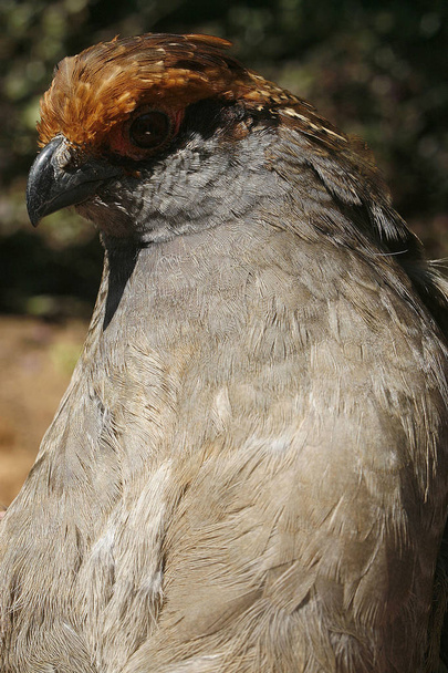 close up of Uru, Odontophorus capueira, brazilian bird of atlantic forest - Fotoğraf, Görsel