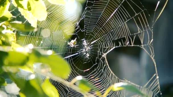 Spin werkt aan haar web onder takken in de tuin - Video