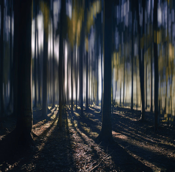 朝、幻想的な森の日の出 - 写真・画像