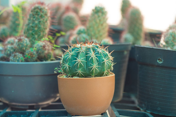 Cactus cerrado en maceta
 - Foto, Imagen