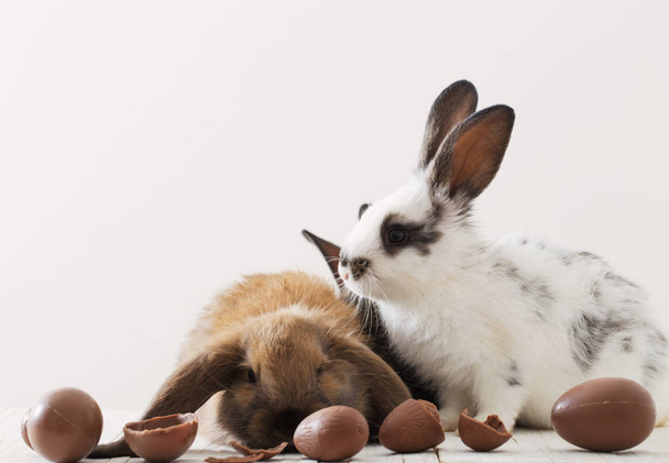 rabbits with chocolate eggs on white background - Foto, afbeelding