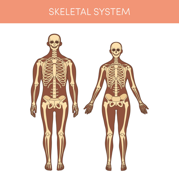 Az emberi csontváz-rendszer - Vektor, kép