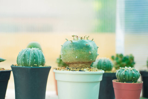 Cactus en pot de fleurs - Photo, image