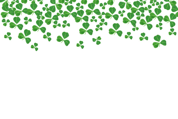 St Patricks день верхню границю трилисники над білим тлом - Фото, зображення