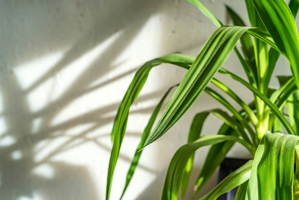 Groene bladeren van kamerplant en zijn schaduw - Foto, afbeelding