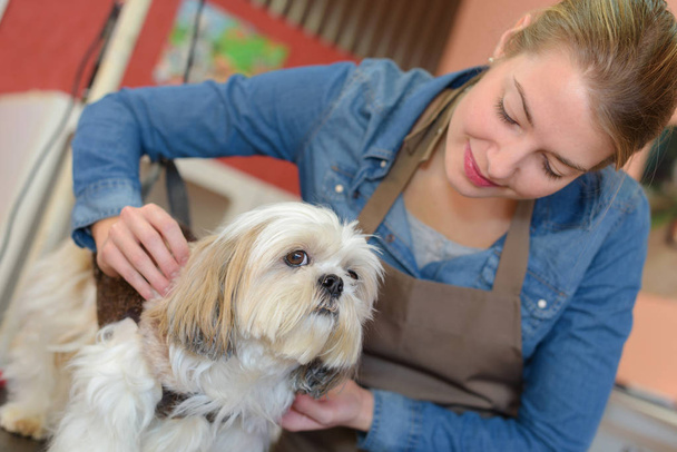 Pet groomer with small dog - Фото, изображение