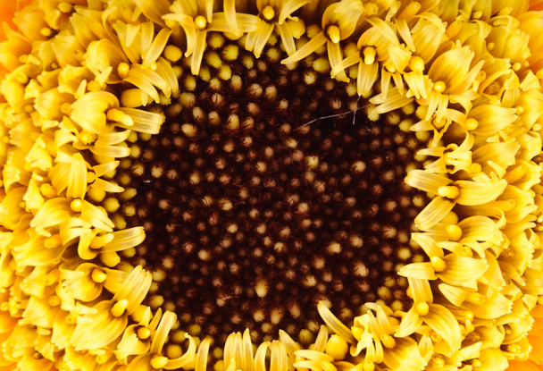 Yellow daisy-gerbera - Photo, Image