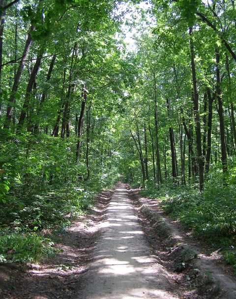 Road in the forest - Zdjęcie, obraz
