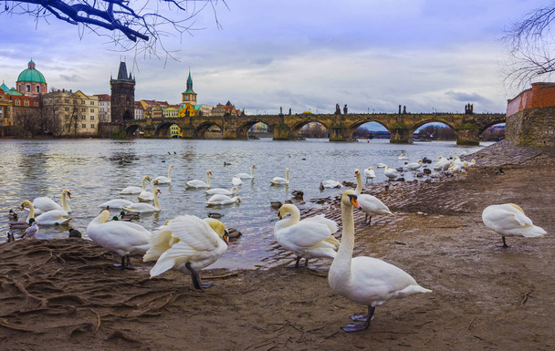 Uitzicht op de Karelsbrug en zwanen op de Moldau in Praag - Foto, afbeelding