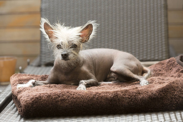 Retrato de um cão chinês sem pêlos fora
 - Foto, Imagem