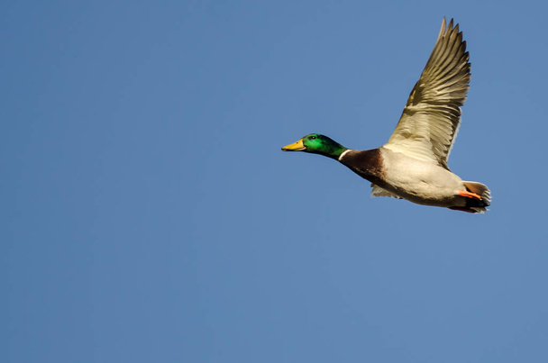 Mallard Duck Flying in a Blue Sky - Photo, Image
