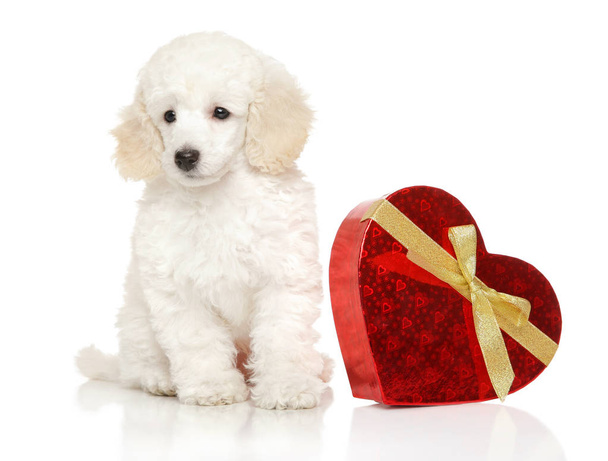 Young Poodle with red Valentine heart - Fotografie, Obrázek