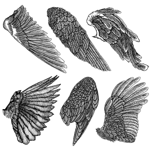 Hand drawn vintage angel or bird wings set. - Vecteur, image