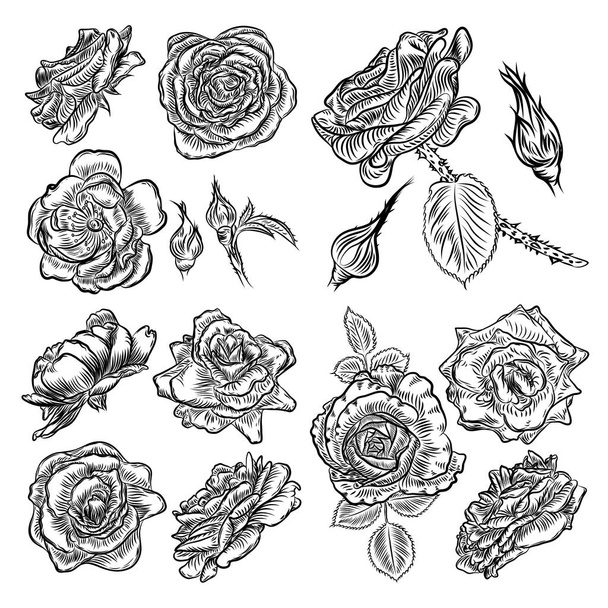 Hand drawn rose etch style set.  - Vetor, Imagem