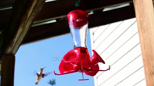 Un colibrí bebe el néctar rojo de un comedero que cuelga de un porche. El colibrí también hace un chirrido rápido o chirrido varias veces
.  - Metraje, vídeo