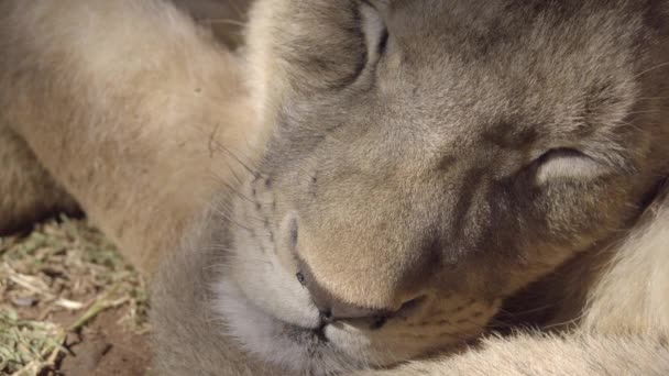 Vue rapprochée d'un jeune lion endormi face
 - Séquence, vidéo