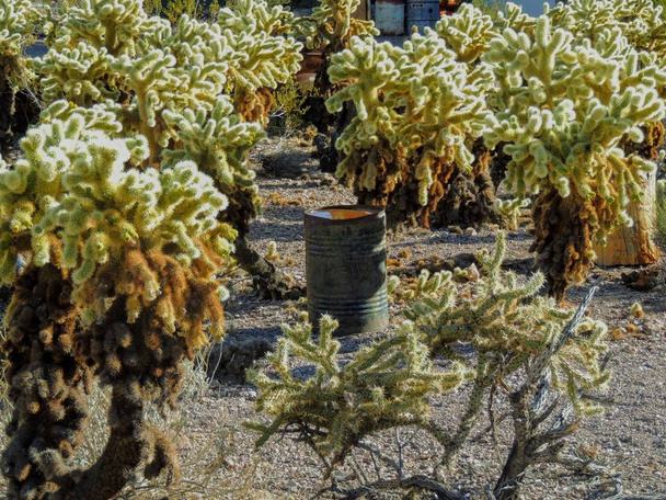 Viejo barril puede oxidarse en el suelo entre los cactus saltarines en el desierto de Arizona en la ciudad minera fantasma desierta
. - Foto, imagen