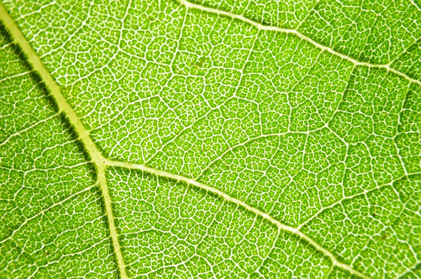 Zöld levelek, napraforgó - Fotó, kép