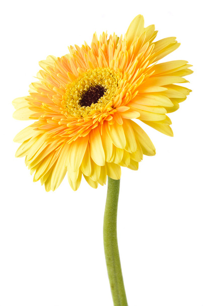 gele daisy-gerbera - Foto, afbeelding