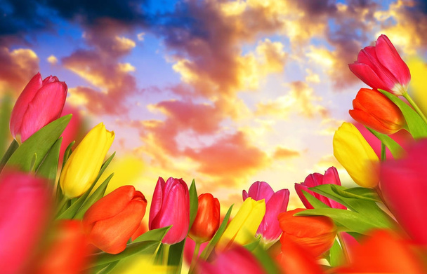 Barevné tulipány se zelenými listy při západu slunce. - Fotografie, Obrázek