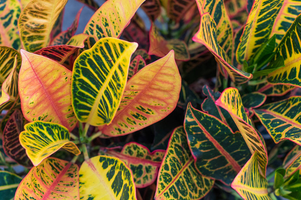 Кротоні (Codiaeum variegatum) рослини з різнокольоровими листя в тропічному саду. - Фото, зображення
