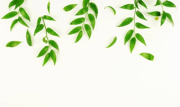 green branches on a white background.abstract. top view.copy space - 写真・画像