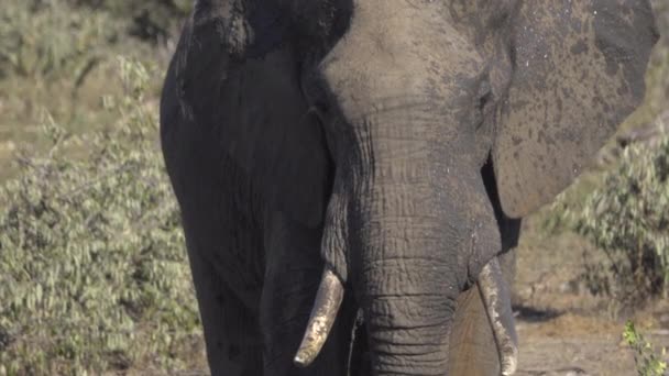 Nahaufnahme des Kopfes eines Elefantenbullen - Filmmaterial, Video